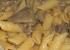 Penne Rigate con funghi