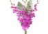 Buchet de 5 orhidee dendrobium mov