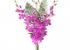 Buchet de 5 orhidee dendrobium mov