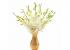 Buchet de 7 orhidee dendrobium albe